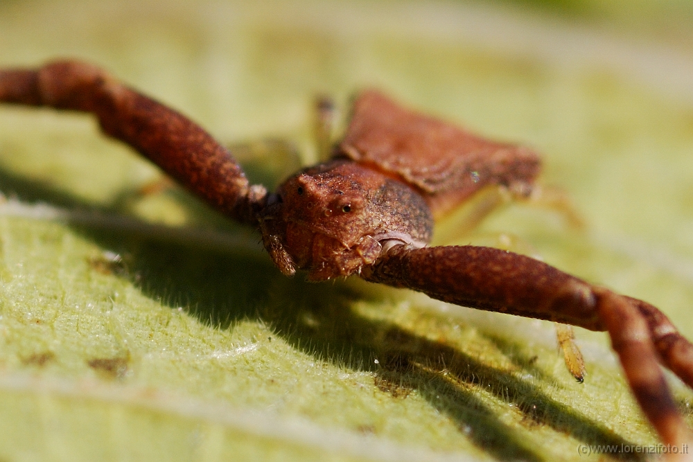 Thomisus onustus (Ragno granchio).jpg
